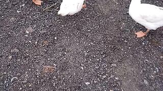 Duck family
