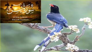 Surah Yasin | Yaseen with Urdu Translation | Episode 05 | Beautiful Quran Recitation | Tappyala