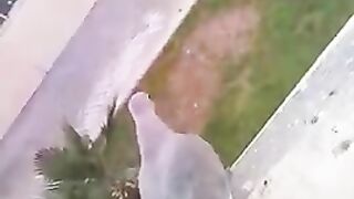 کبوتر