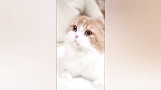 Baby Cats-Cute and funny Cat Videos