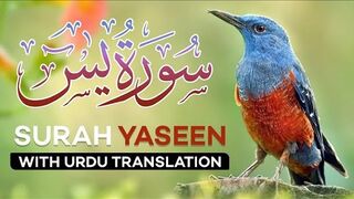 Surah Yasin | Yaseen with Urdu Translation | Episode 06 | Beautiful Quran Recitation | Tappyala
