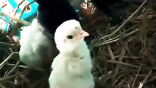 کبوتر
