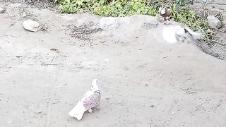 Awesome birds.