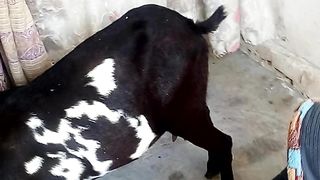 Baby play in walker/ baby ny 1st time goat dekh li ????????