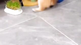 Funny moment cat and dog