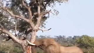 Elephant Power