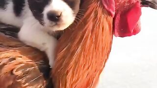 Funny pets|cock & cute puppy
