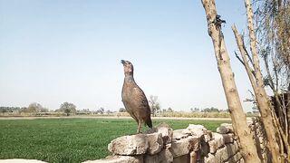 Grey Francolin Teetar Voice