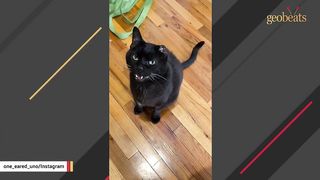Woman adopted this unusual cat. And people are obsessed with his looks.3:36 Woman adopted this unusual cat. And people are obsessed with his looks.