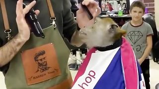Monkey Hair Cutting