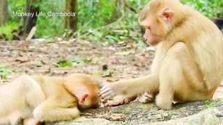 Monkey Rolex wants a best friend with Poor baby monkey Sok8:20 Monkey Rolex wants a best friend with Poor baby monkey Sok