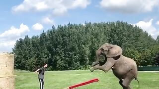 Elephant Playing with Man
