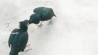 Good fight