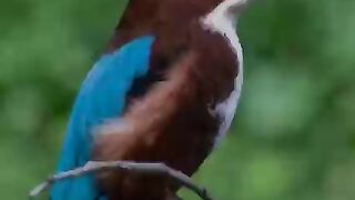 All kind of birds