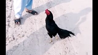 My favorite video
