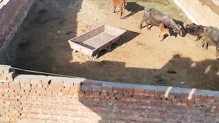 Ma hom Pakistan