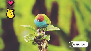 Birds beautiful video 2023 || cute birds video