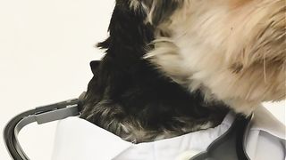 funny video