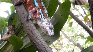 Chameleon's hunting