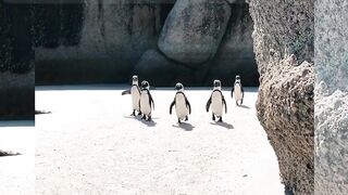 Penguins: The Only Bird That Can't Fly But Can Swim #febspot #viral#trending #penguins