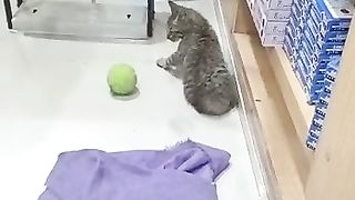 Cute cate video.best moments