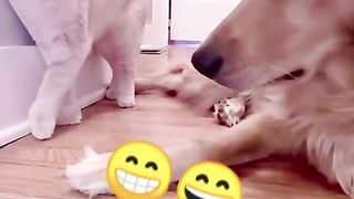 Funny video 2023