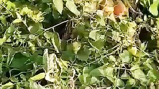 vegetable