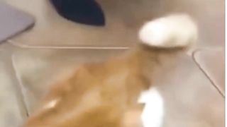 Funny cats