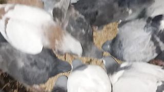 Pigeon