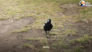 Woman Gives Toys to a Wild Magpie — and He Invites His Friends Over to Play | The Dodo Wild Hearts