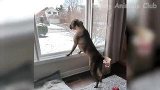 Funny dog video