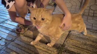 Funny Cats | Viral Cat