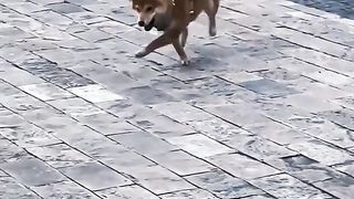 Funny Dog.