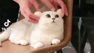 Cute Cat