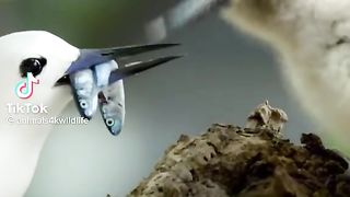 Baby Bird.