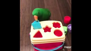 Cute Parrots Videos Compilation cute moment of the animals