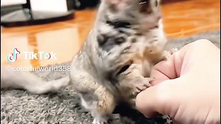 Nice Pet.