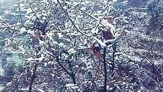 Snow fall