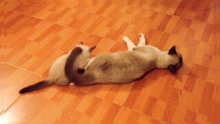 Cute Cats