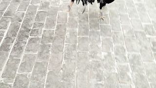 Aseel fight