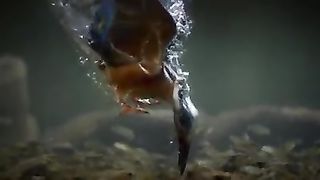 Most beautiful Birds of the world