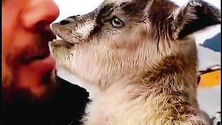 Goat what ? YOU  WANT TO EAT MY EARS