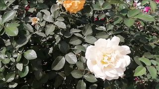 Spring enjoying With Flowers