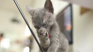Cute Cats