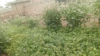 My kitchen garden