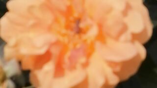 a classic and Sweat spring season.. Happy flowers love environment