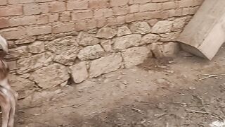 Funny videos