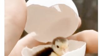 Cute babies || Animal videos ||cute animals videos ||2023