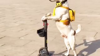 Nice dog playing