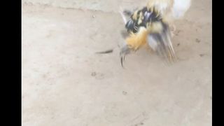 My favorite video